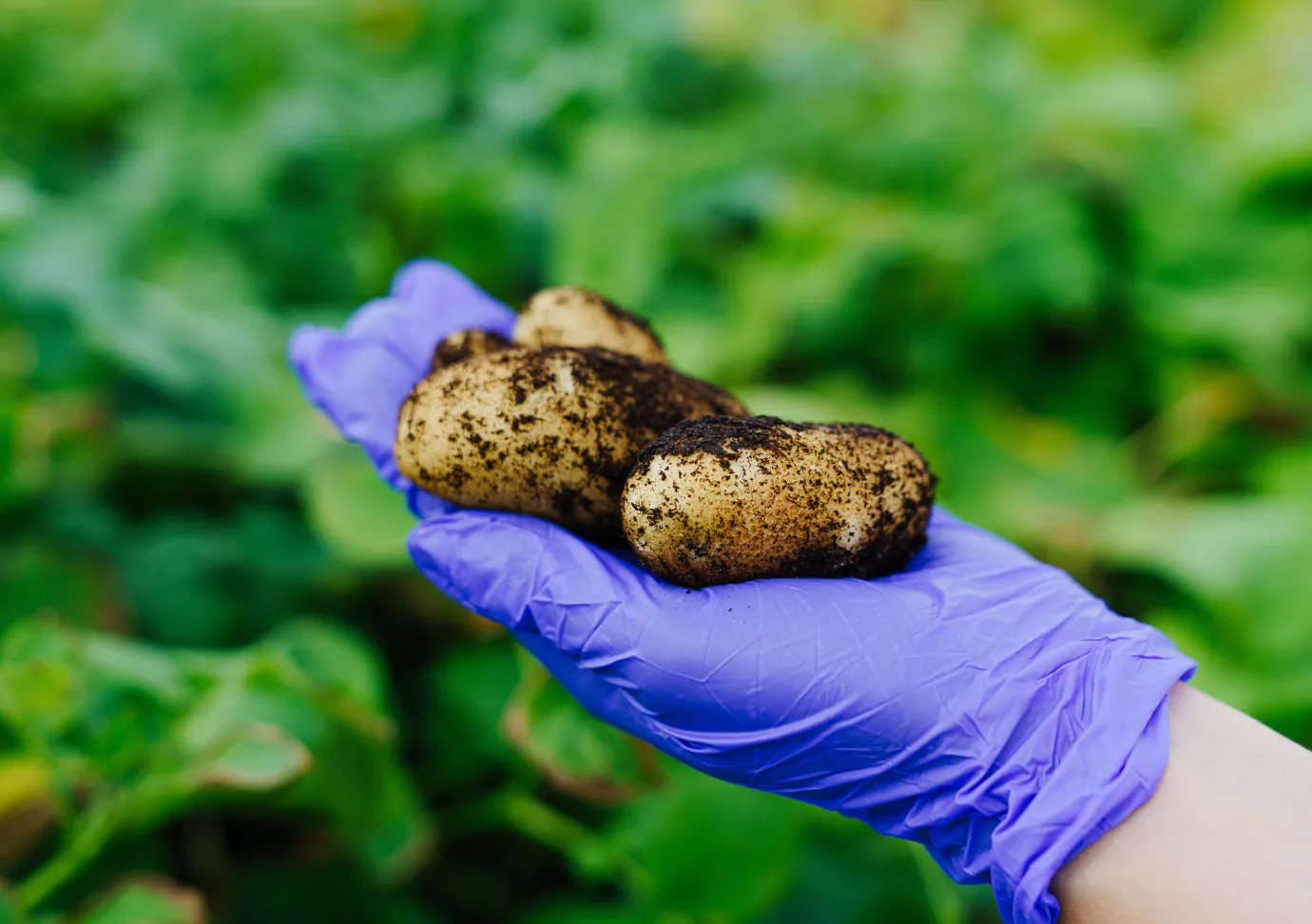Ответственное производство и сбалансированное питание