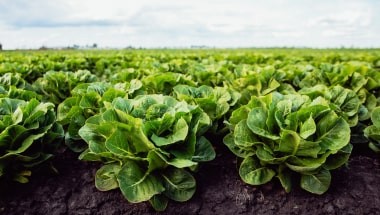«Белая Дача» открыла в Краснодарском крае комплекс по выращиванию и переработке салатной продукции